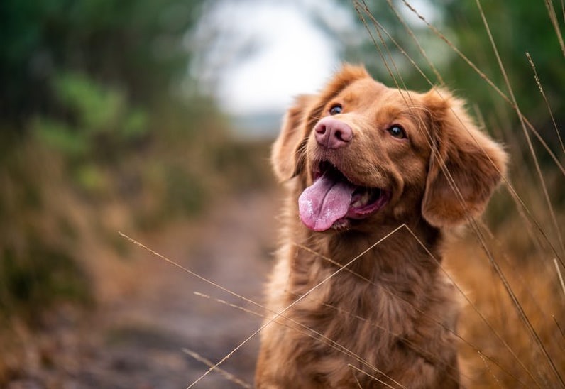 dog for telmisartan