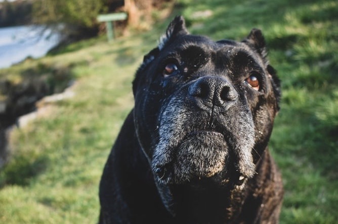 cane corso