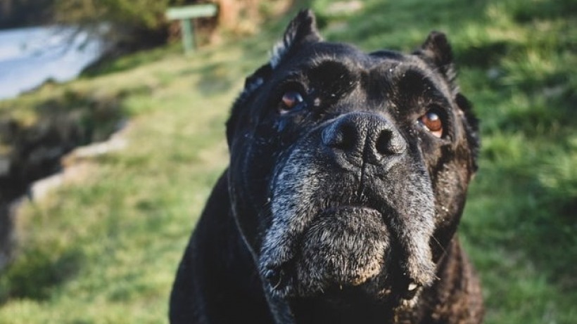 Cane Corso